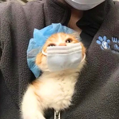 2023年最流行动物头像(精选24张)