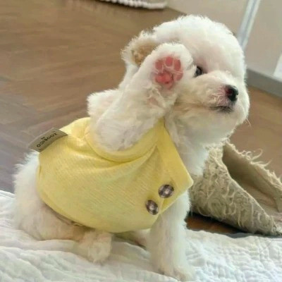 2023年最流行动物头像(精选24张)