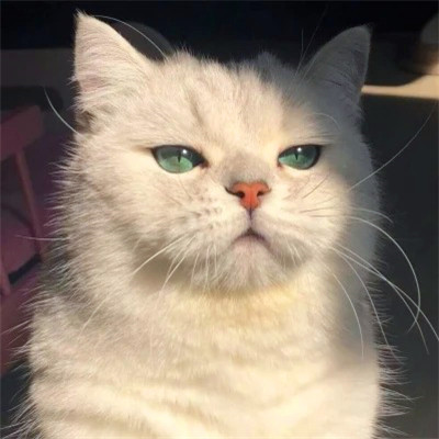 2023年最流行动物头像(精选24张)