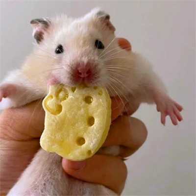 2023年最流行动物头像(精选24张)