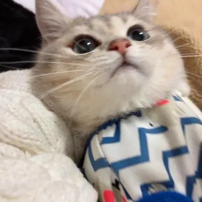 2023年最流行动物头像(精选24张)