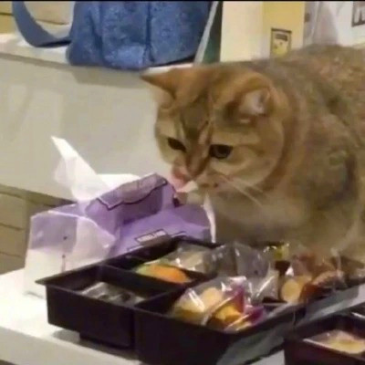 2023年最流行动物头像(精选24张)