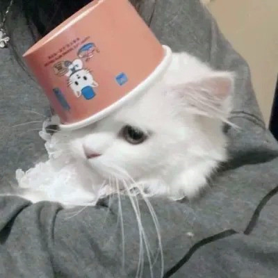 2023年最流行动物头像(精选24张)