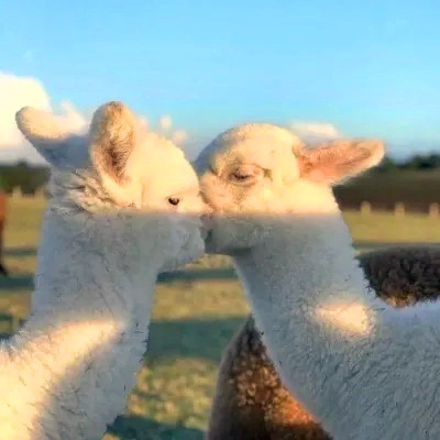 2023年最流行动物头像(精选24张)