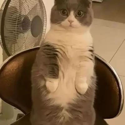 2023最火搞钱猫头像(精选22张)