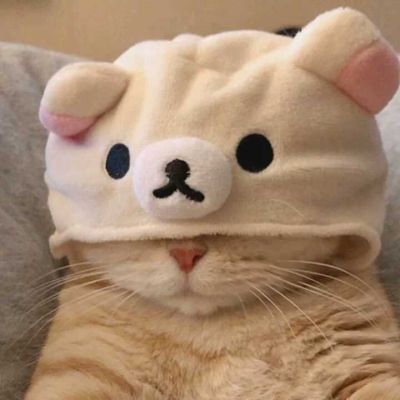 2023最火搞钱猫头像(精选22张)