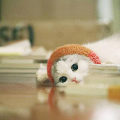 2023最火搞钱猫头像(精选22张)