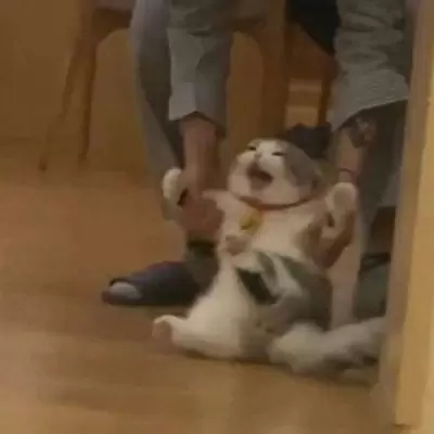 2023最火搞钱猫头像(精选22张)