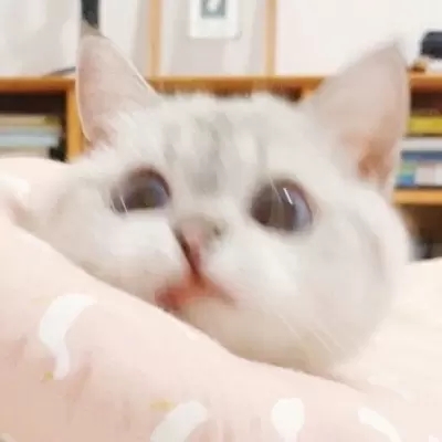 2023最火搞钱猫头像(精选22张)