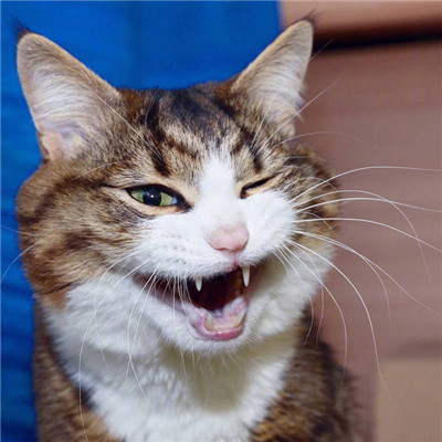 2023最火搞钱猫头像(精选22张)