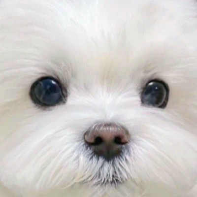 2023最火搞怪动物头像(精选24张)