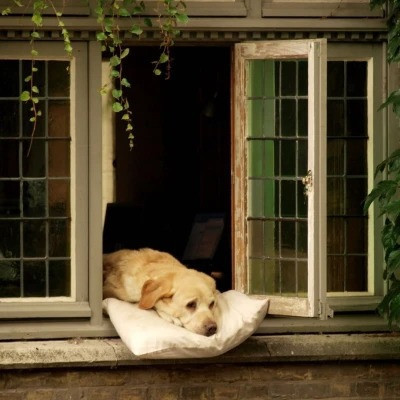 2023最火搞怪动物头像(精选24张)