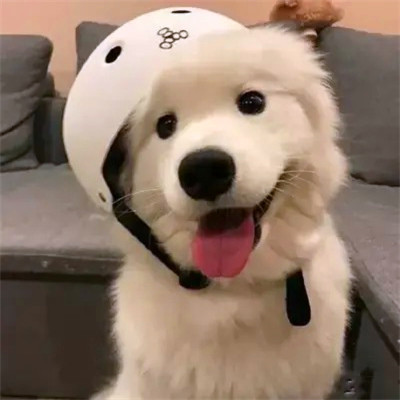 2023最火搞怪动物头像(精选24张)