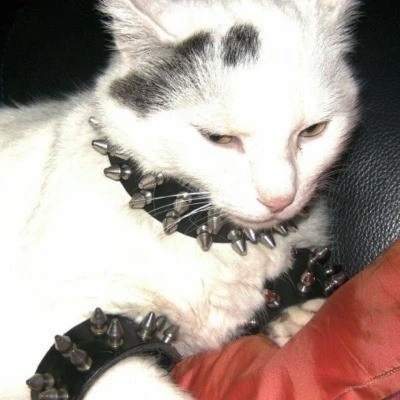 2023最火搞怪动物头像(精选24张)