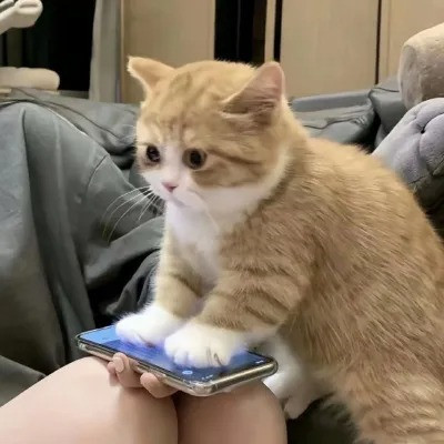 2023最火搞怪动物头像(精选24张)