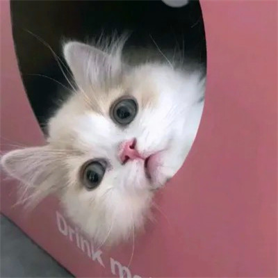 2023最火搞怪动物头像(精选24张)