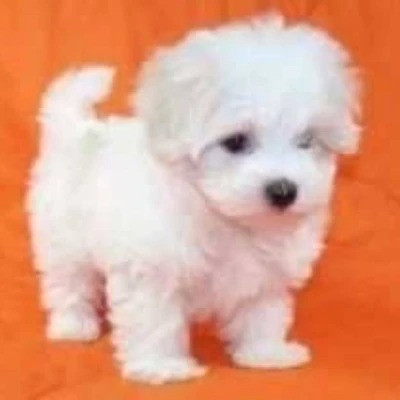 2023最火搞怪动物头像(精选24张)