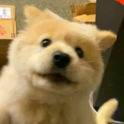 2023最火搞怪动物头像(精选24张)