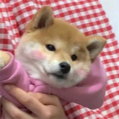 2023最火搞怪动物头像(精选24张)