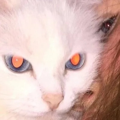 2023最火搞怪动物头像(精选24张)