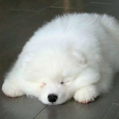 2023年最萌微信头像(精选22张)