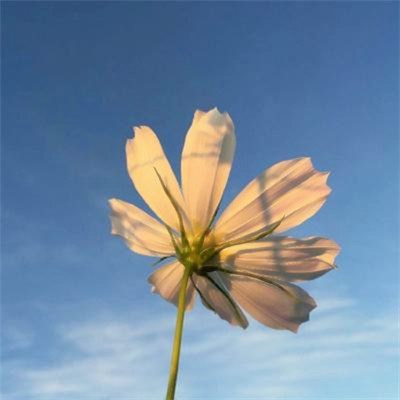 2023年女人最走运风景头像(28张)