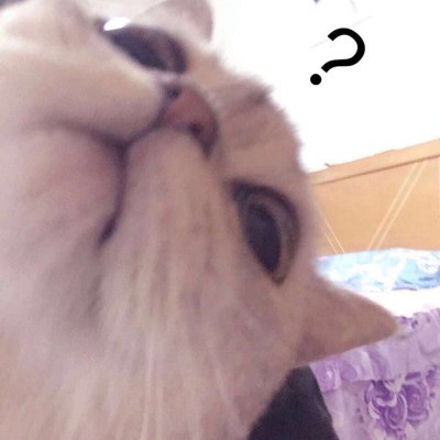 2023最火微信猫头像(精选22张)