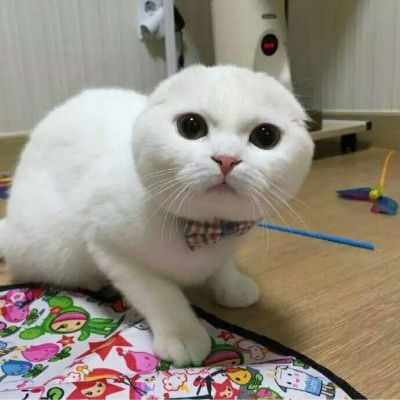 2023最火微信猫头像(精选22张)