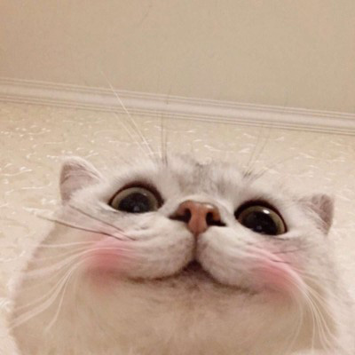 2023最火微信猫头像(精选22张)