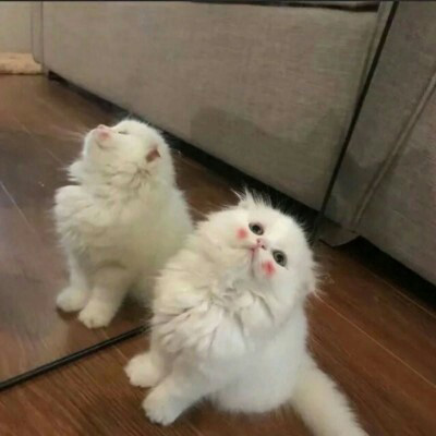 2023最火微信猫头像(精选22张)