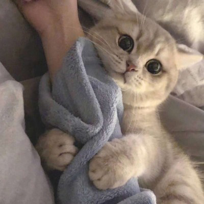 2023最火微信猫头像(精选22张)