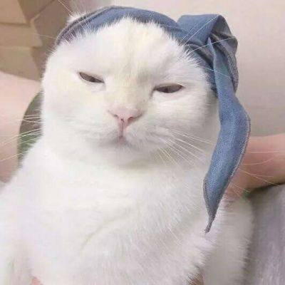 2023最火微信猫头像(精选22张)