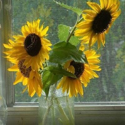 2023向日葵最火头像(22张)