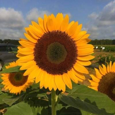 2023向日葵最火头像(22张)