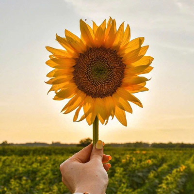 2023向日葵最火头像(22张)