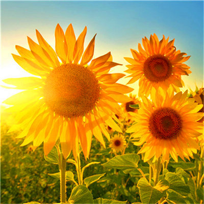 2023年风景最火的头像(36张)