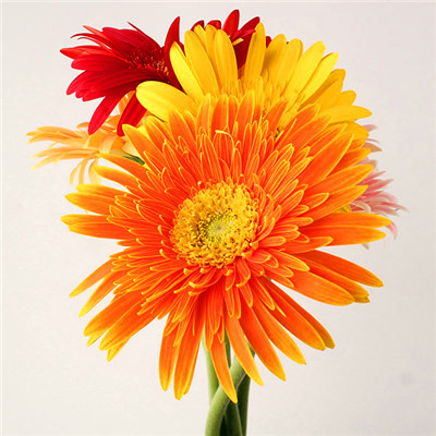 2023年最吉利的头像(精选24张)