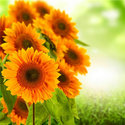 2023年最吉利的头像(精选24张)