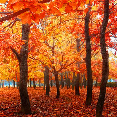 2023带好运最火头像(精选22张)