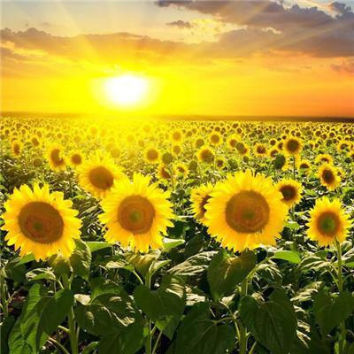 2023最带财的微信头像(18张)