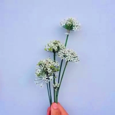 2023最带财的微信头像(18张)