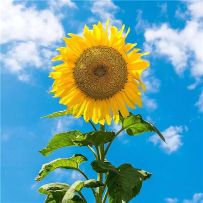 2023最带财的微信头像(18张)