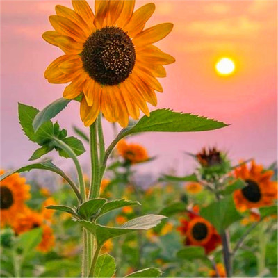 2023最励志微信头像(20张)