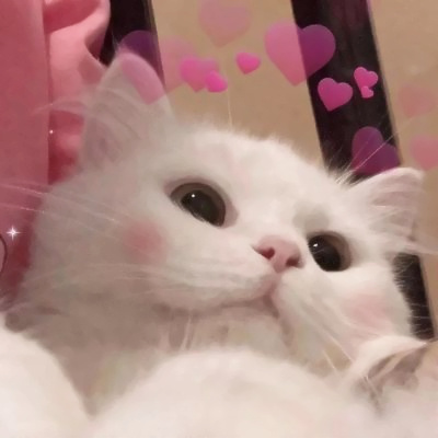 2023年最火宠物头像(精选18张)