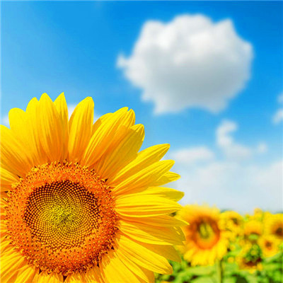 2023年最火幸运头像(精选22张)