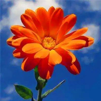 抖音2023最火爆的头像(精选28张)