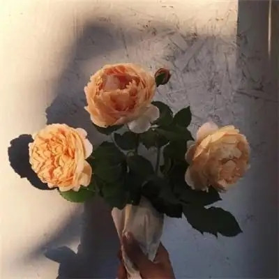 2023最时尚的微信头像(24张)