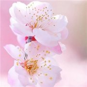 2023年最流行花朵头像(精选24张)