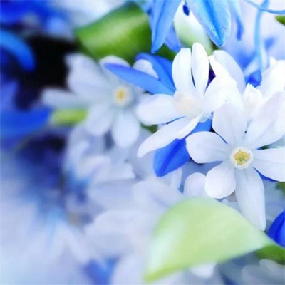 2023年最流行花朵头像(精选24张)