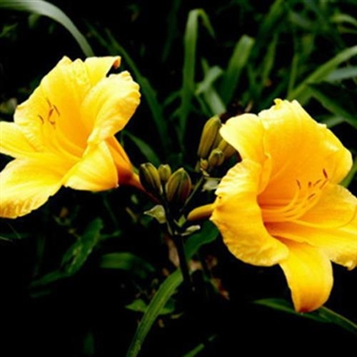 2023年最流行花朵头像(精选24张)